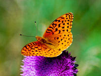 Butterfly provided by Jay Watts Photography, All Rights Reserved. http://www.jwusa.net