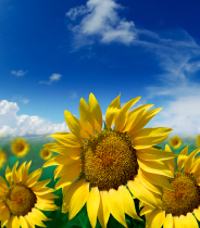 A Life Worth Living: Health, Vitality, Prosperity, Peace, Success, Love